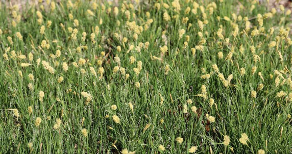 Carex woodii - universal use spreading sedge for sun or shade ©Mt. Cuba Carex woodii - universal use spreading sedge for sun or shade ©Mt. Cuba