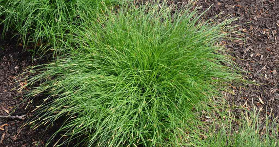 Wood's Sedge - top performing sedge for sun, half shade or shade and virtually any soil ©Mt. Cuba Wood's Sedge - top performing sedge for sun, half shade or shade and virtually any soil ©Mt. Cuba