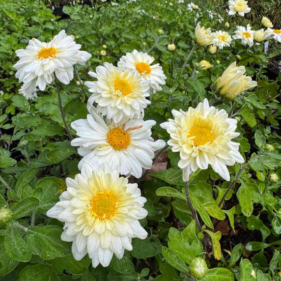 Hardy Garden Mum 'Lady Daisy' - fall flowering perennial and excellent cut flower ©US Perennials Hardy Garden Mum 'Lady Daisy' - fall flowering perennial and excellent cut flower ©US Perennials