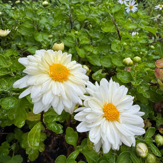 Chrysanthemum 'Lady Daisy' starts to flower towards the end of summer and beginning of the fall ©US Perennials Chrysanthemum 'Lady Daisy' starts to flower towards the end of summer and beginning of the fall ©US Perennials