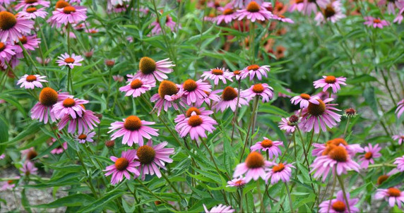 Purple Coneflower 'Magnus' - perennial of the year 1998, top 15 pollinator favorite ©Mt. Cuba