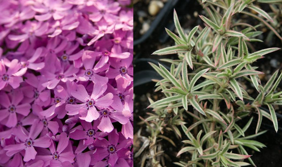 Phlox subulata 'Nettleton Variation' - creeping phlox with variegated leaves and pink flowers in the spring ⒸUS Perennials
