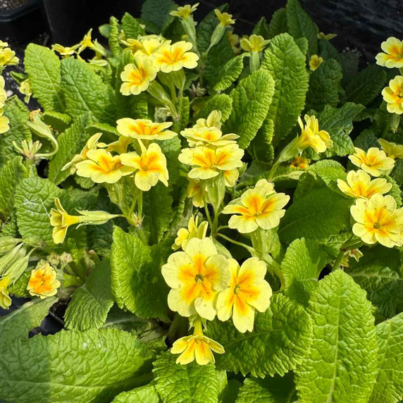 "Larger-flowering form"Primrose - woodland edge perennial, good hosta companion ©US Perennials
