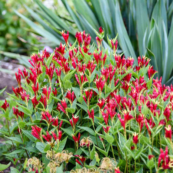 Spigelia marilandica 'Apple Slices' - compact and rich flowering selection of Indian Pink ©Walters Gardens