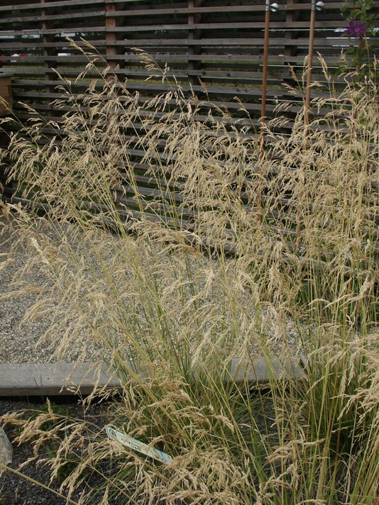 Tufted Hairgrass 'Tardiflora' - Deschampsia caespitosa 'Tardiflora'- non-aggressive ornamental native grasses