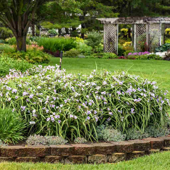 Tradescantia 'Webmaster' - long flowering perennial for sunny or half shade garden ©Walters Gardens