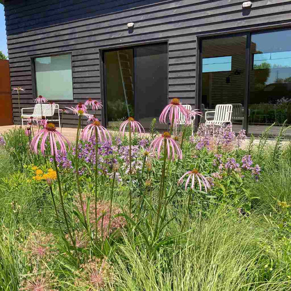 Echinacea simulata in naturalistic garden designed by ©Wild By Design