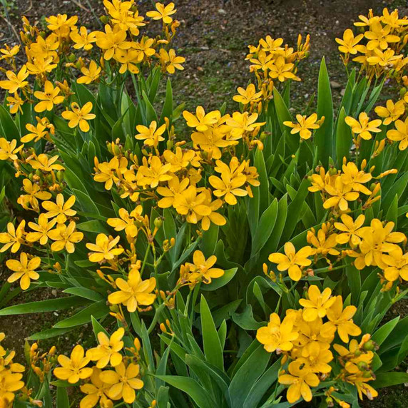Iris domestica 'Hello Yellow' - valuable for summer blooming period, adaptability and deer resistance ©Walters Gardens
