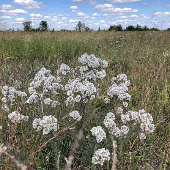 Brickellia eupatorioides in the middle of September (with ornamental seedheads) in natural habitat in Kankakee Sands ©US Perennials