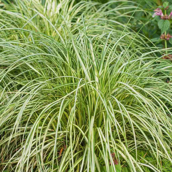 Carex 'Moon Falls' can be used in masses, planted around trees in partial sun or partial shade ©Emerald Coast Growers