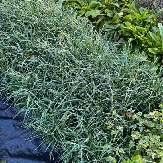 Dwarf Blue Sedge 'Mini' - low ground covering sedge for sunny or half shade garden ©US Perennials