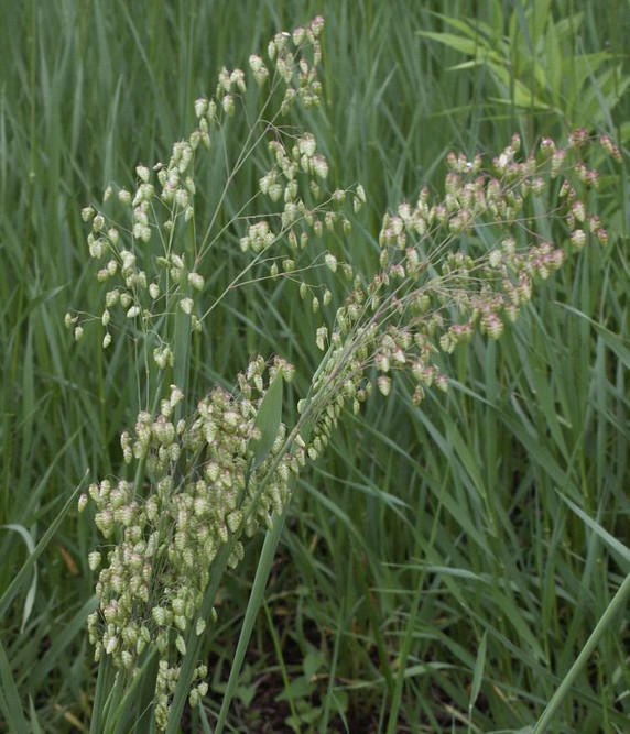 Quaking Grass - valued  fresh cut flower and dry-flower plant ©US Perennials