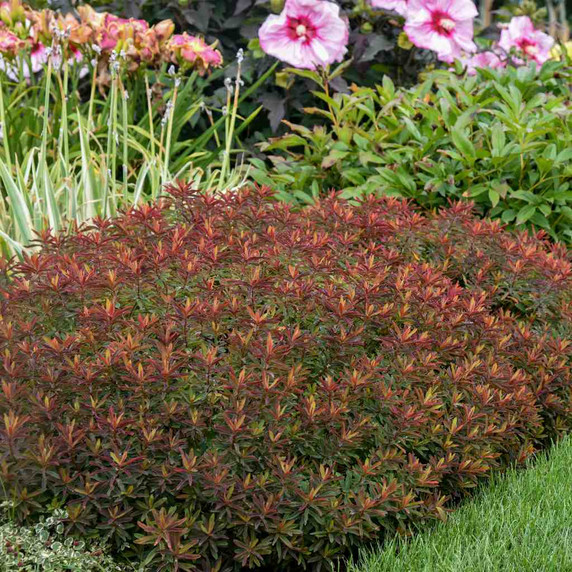 Cushion spurge 'Bonfire' offers colorful show through out the whole season ©Walters Gardens