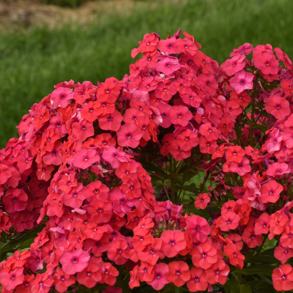 Tall Phlox 'Sunset Coral' - improved cultivar that is mildew resistant and tolerates humidity ©Walters Gardens