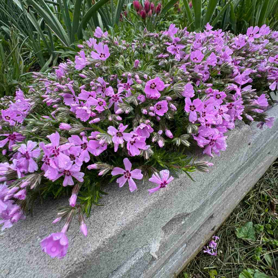 Moss Phlox 'Rosetta' - spring perennial for drier flower beds, rock gardens, troughs and edges ©US Perennials