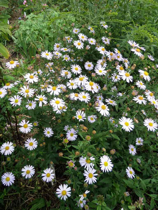 Japanese Aster - pollinator friendly summer aster ©US Perennials