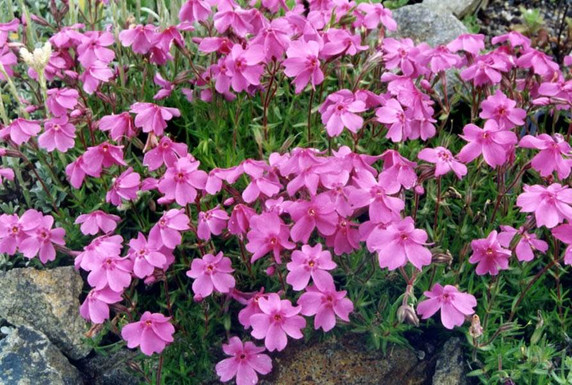 Moss Phlox 'Samson' - mat forming perennial for sunny drier garden ©Ghislain118