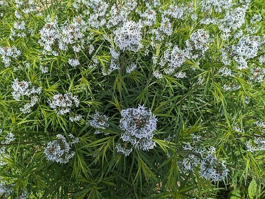 Amsonia ciliata - robust, vigorous and long-lived perennial ©Wayne Paquette
