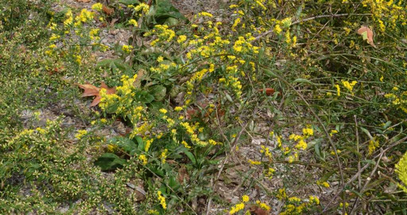 Harris' Golderod - pollinator plant for dry garden, xeriscape or dry slopes ©Mt. Cuba