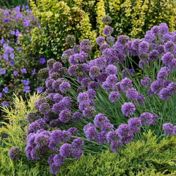 Allium 'Medusa' - deer proof perennial with amethyst-purple globes and twisted grayish leaves ©Walter Gardens