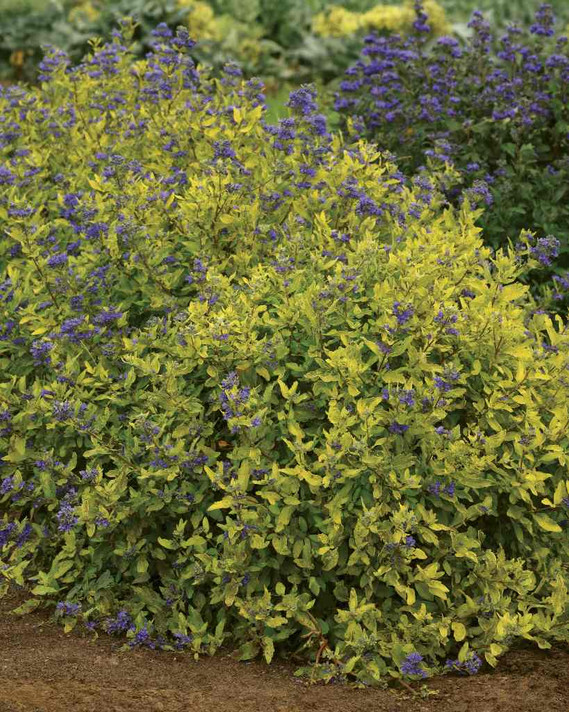 Bluebird 'Gold Crest' naturally grows into mounds, but can be also sheared ©Darwins Perennials