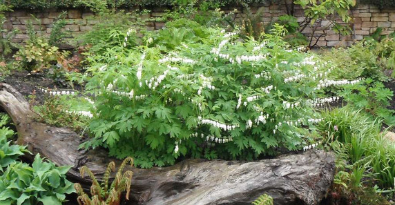 White Bleeding Heart ('Alba') - deer and rabbit proof perennial and excellent hosta and fern companion ©Ursus sapien