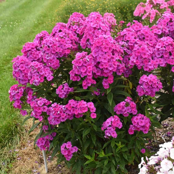 Phlox paniculata 'Material Girl' -  resistant to mildew, vigorous, upright and tall ©Walters Gardens