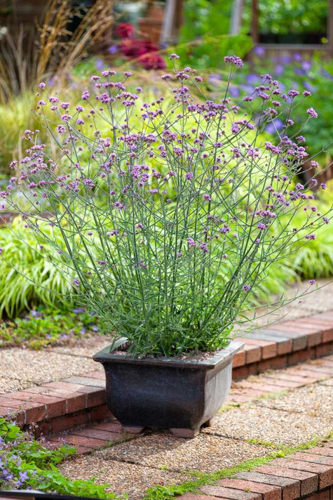 Tall Verbena 'Lollipop' - shorter and more compact form of popular pollinator and butterfly magnet ©Darwins Perennials