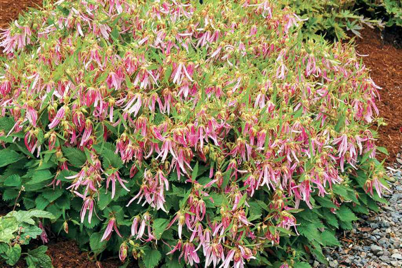 Campanula 'Pink Octopus' - unusual looking perennial with nodding flowers  and ground covering growth ©Terra Nova