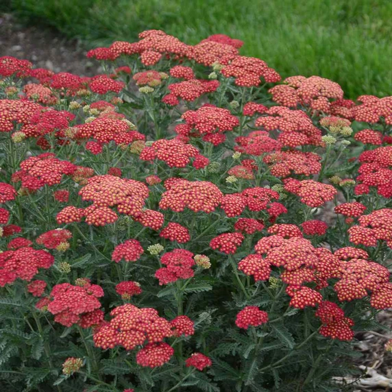 Yarrow 'Firefly Red Pop' - easy to grow perennial for sunny garden ©Walters Gardens