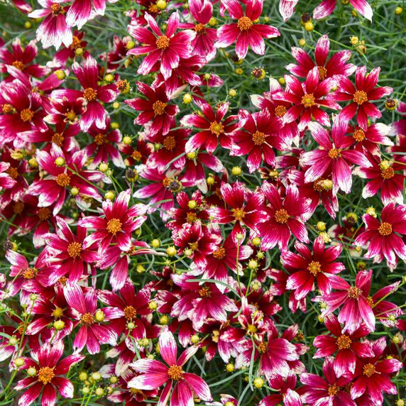 Threadleaf Tickseed 'Heartstrings' - deer and rabbit resistant perennial with long flowering season ©Walters Gardens