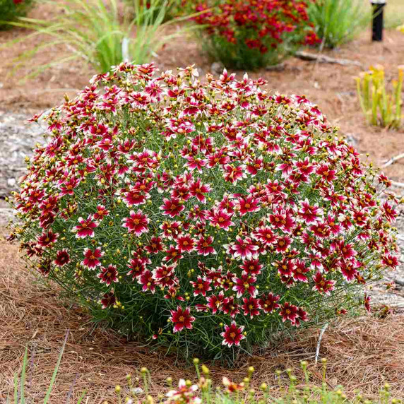 Coreopsis verticillata 'Heartstrings' - pollinator friendly perennial for sunny and a bit drier garden ©Walters Gardens
