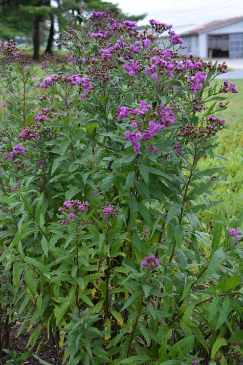 Broadleaf Ironweed - showy native late blooming perennial ©New Moon Nursery