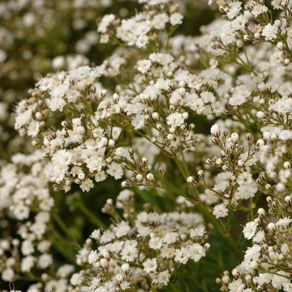 Gypsophila paniculata 'Festival Star' ® - excellent and long lasting cut flower ©Walters Gardens