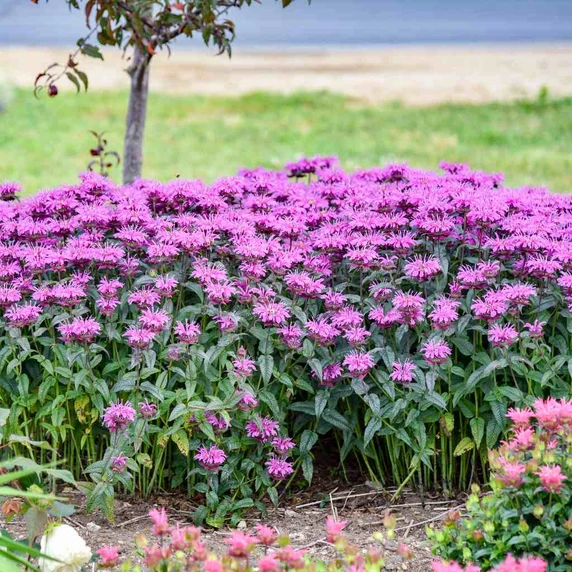 Bee Balm x 'Lavender Taffeta'  - show stopping plant with ornamental shiny and aromatic leaves ©Walters Gardens