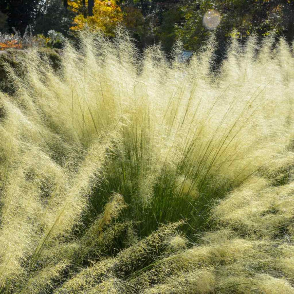 Muhly Grass 'White Cloud' - very showy late blooming grass for southern states ©Mt. Cuba