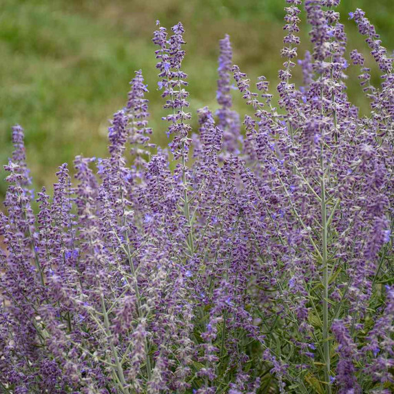 Russian Sage 'Sage Advice' - vigorous perennial, with good dense shape and darkest purple flowers ©Walters Gardens