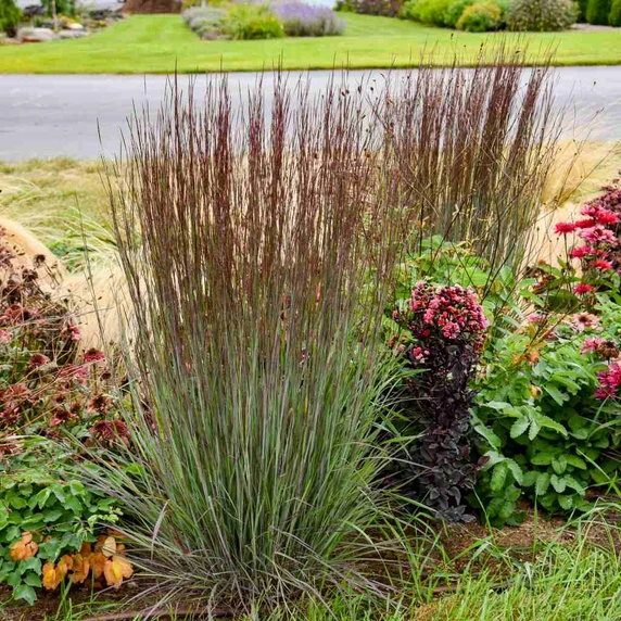 Schizachyrium scoparium 'Cinnamon Sticks' - cultivars of native grass for public or private and narrow gardens ©Walters Gardens