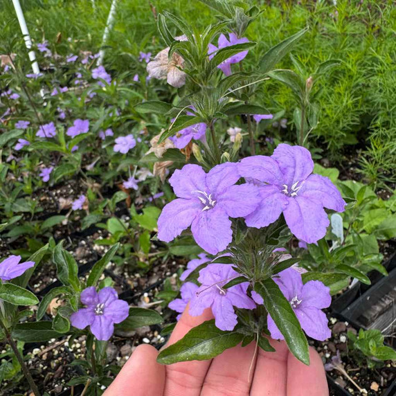 Carolina Wild Petunia - drought tolerant and easy to grow wildflower for partial shade and drier soil ©US Perennials