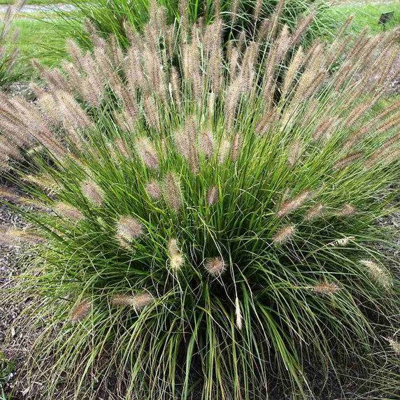 Pennisetum 'Praline' - short and compact sterile, non-seeding varieties of Fountain Grass ©Emerald Coast Growers