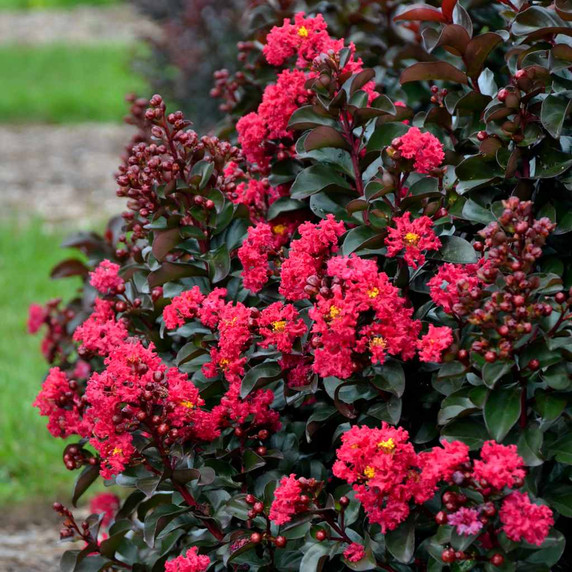 Crapemyrtle 'Cherry Mocha' - showstopping shrub selected for better hardniness ©Walters Gardens