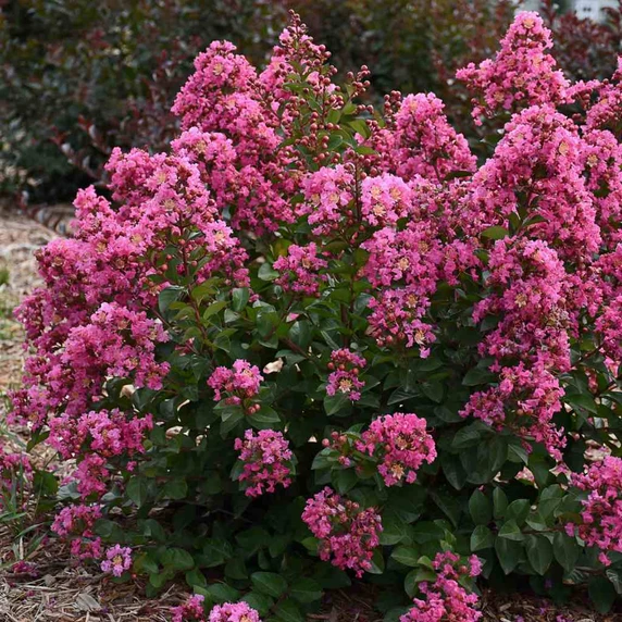 Lagerstroemia indica 'Peppermint Mocha'  - zone 5b hardy crapemyrtle, and heavily blooming cultivar ©Walters Gardens