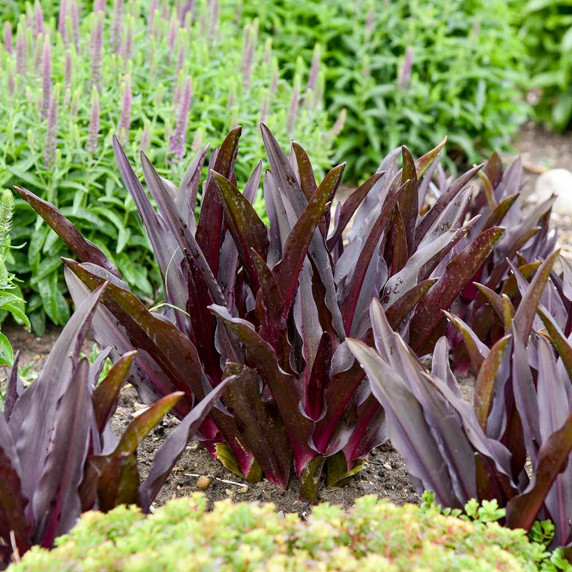 Pineapple Lily 'Purple Reign' - late emerging and late blooming exotic and zone 6 hardy perennial ©Walters Gardens