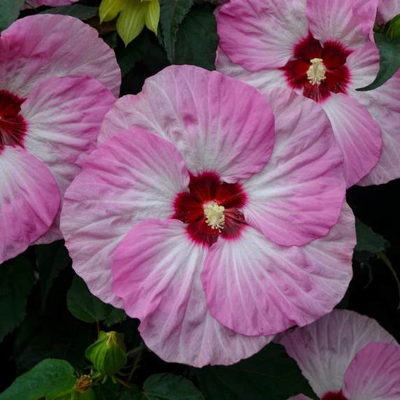 Hibiscus 'Spinderella' - showy summer blooming and early fall blooming perennial with large flowers ©Walters Gardens