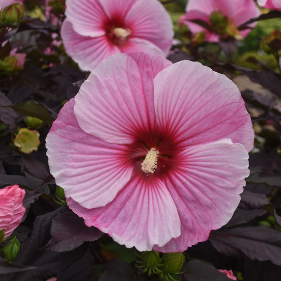 Rose Mallow 'Starry Starry Night' flowers all summer long ©Walters Gardens