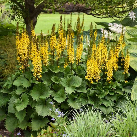 Ligularia 'Bottle Rocket' - cultivar with great dense garden size ©Walters Gardens