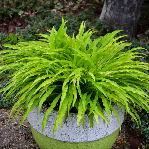Hosta 'Party Stremers' - fast growing ground covering cultivar ©Walters Gardens