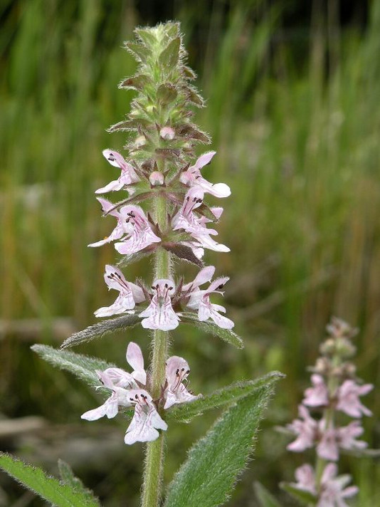 Sand Hedgenettle - native wildflower for naturalization ©Doug McGrady