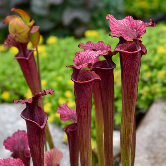 Sarracenia x moorei 'Conversation Piece' - modified leaves - pitchers are present throughout the season ©Walters Gardens