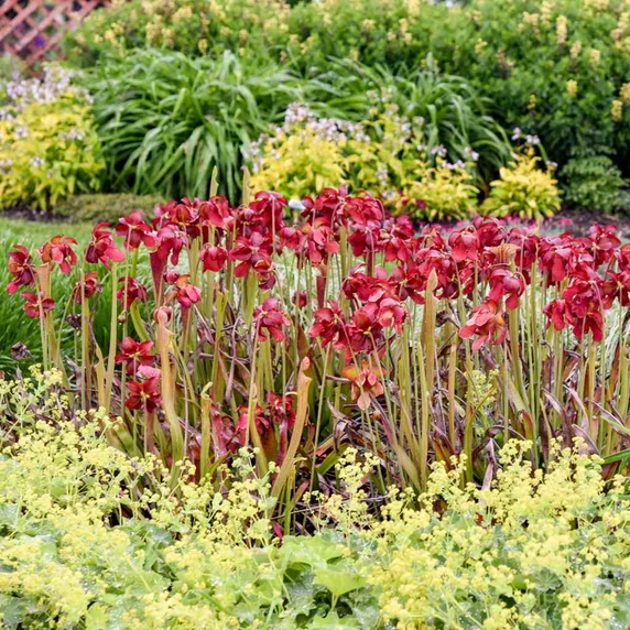 Pitcher Plant hybrid 'Conversation Piece' - spring flowers ©Walters Gardens